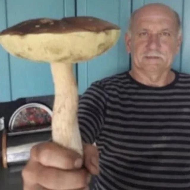 🍄 В июле жителей Подмосковья ожидает обилие грибов.