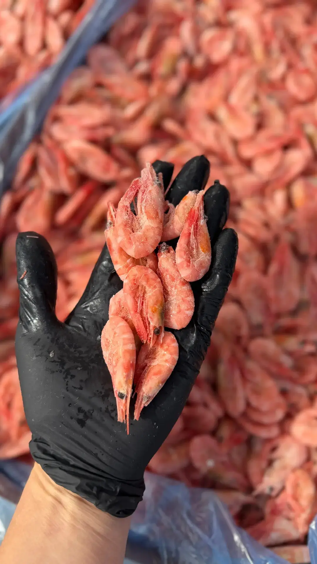 Магазин Море маркет 🦞🦀🦐
