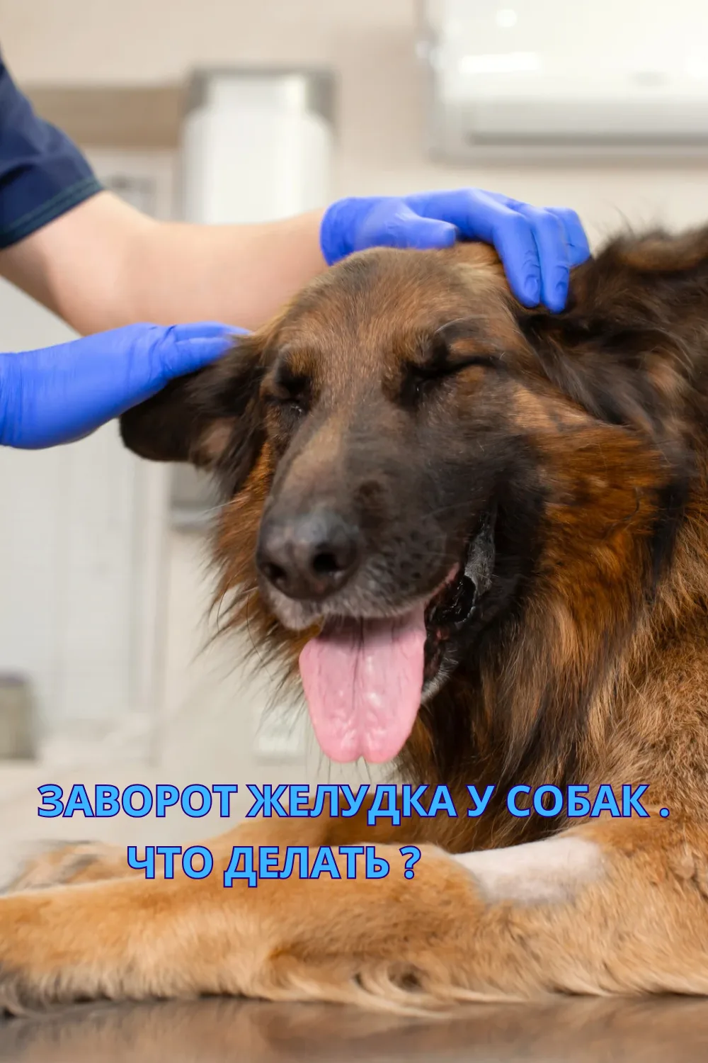 🚨 ЗАВОРОТ ЖЕЛУДКА У СОБАК — СМЕРТЕЛЬНО ОПАСНОЕ СОСТОЯНИЕ !
