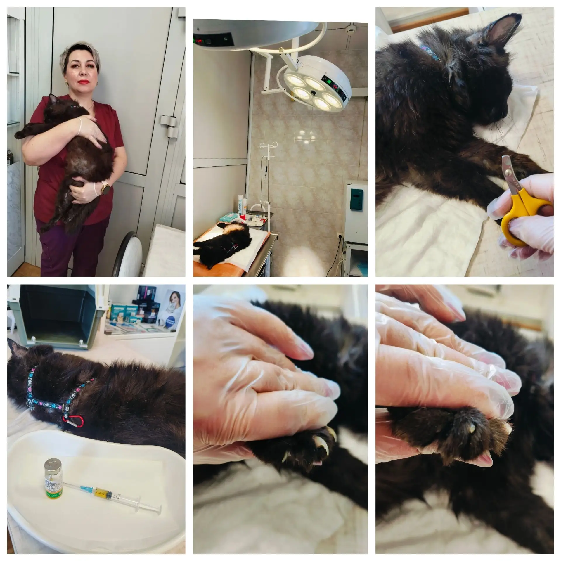 · Пациент: кот по кличке Барон 4 года.