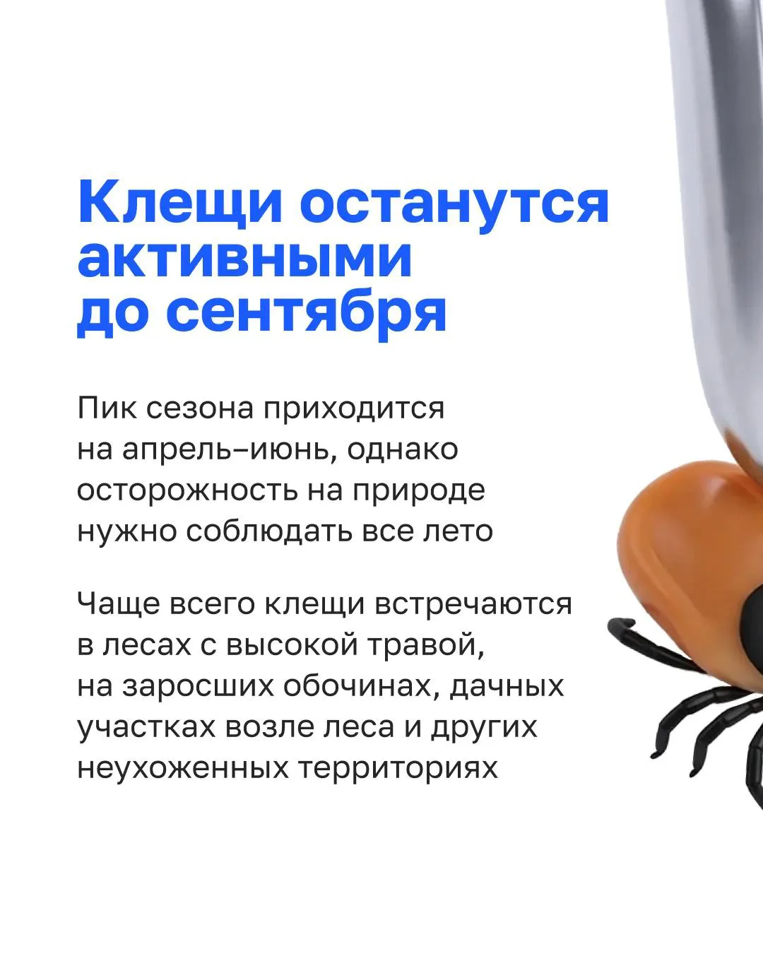 ❗️ Осторожно, клещи: лето — не повод расслабляться!
