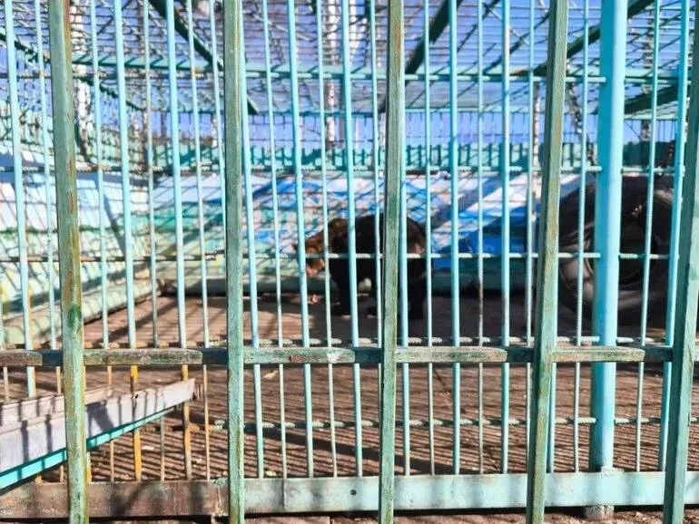 Волки и медведи из кафе «Гоар» переедут в другое место