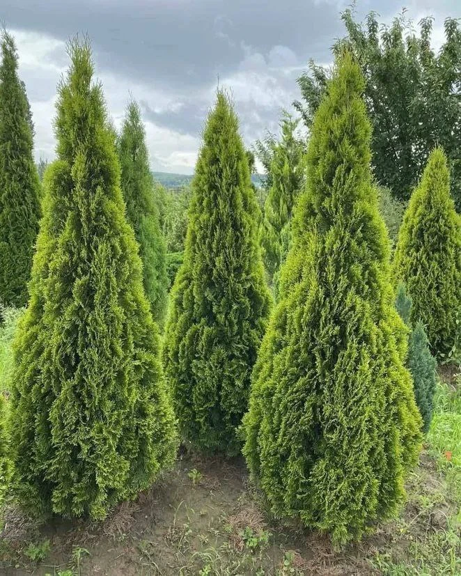 🌲 Спасаем тую