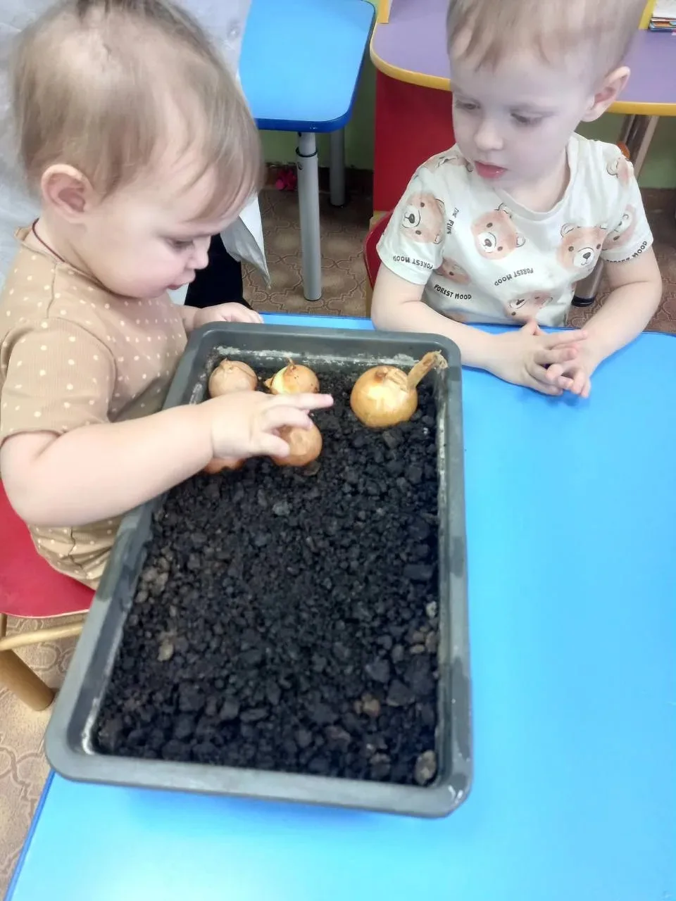 🐥🐥🐥 сажают лук!