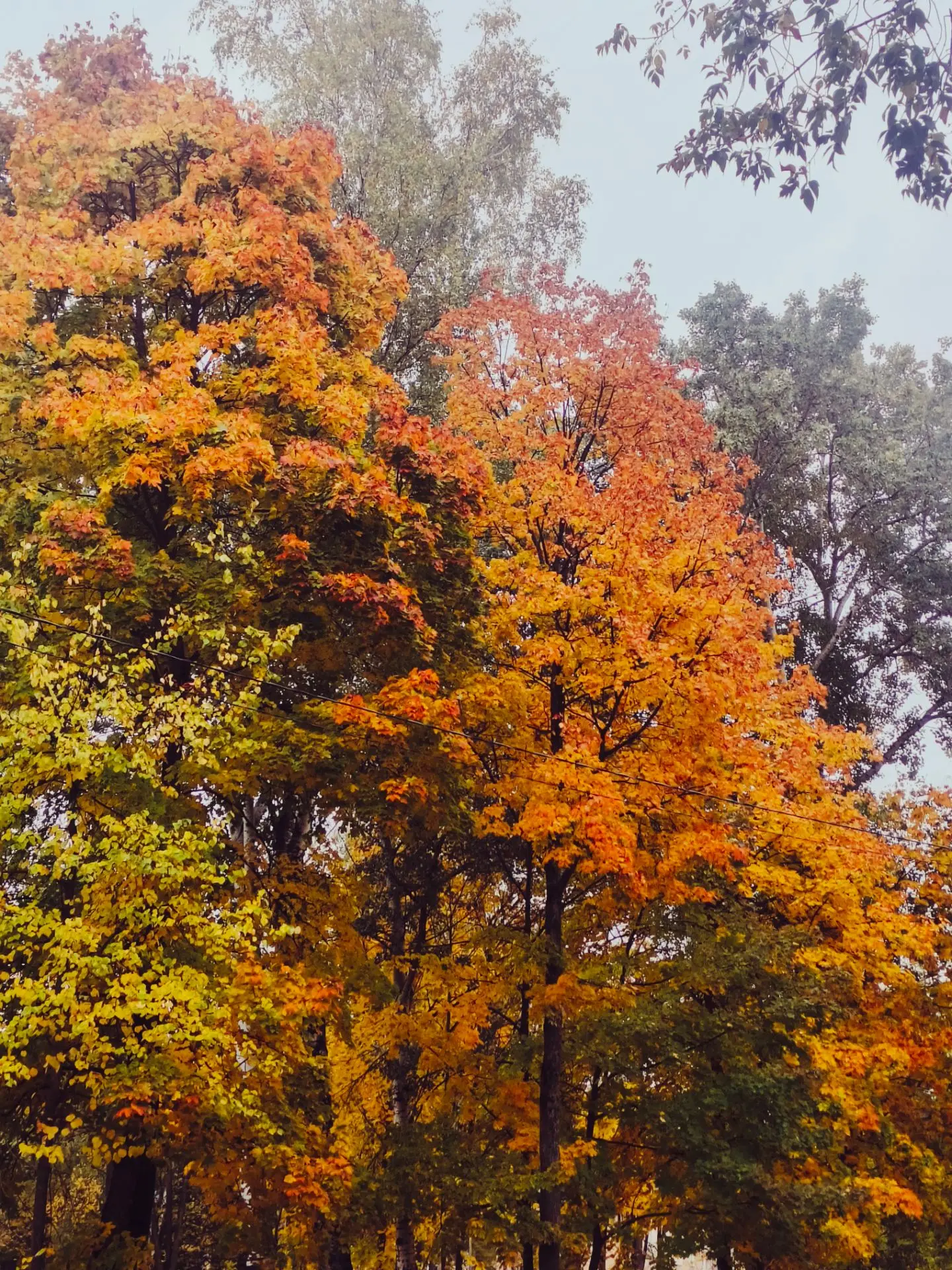 Яркая осень уже в городе 🍁