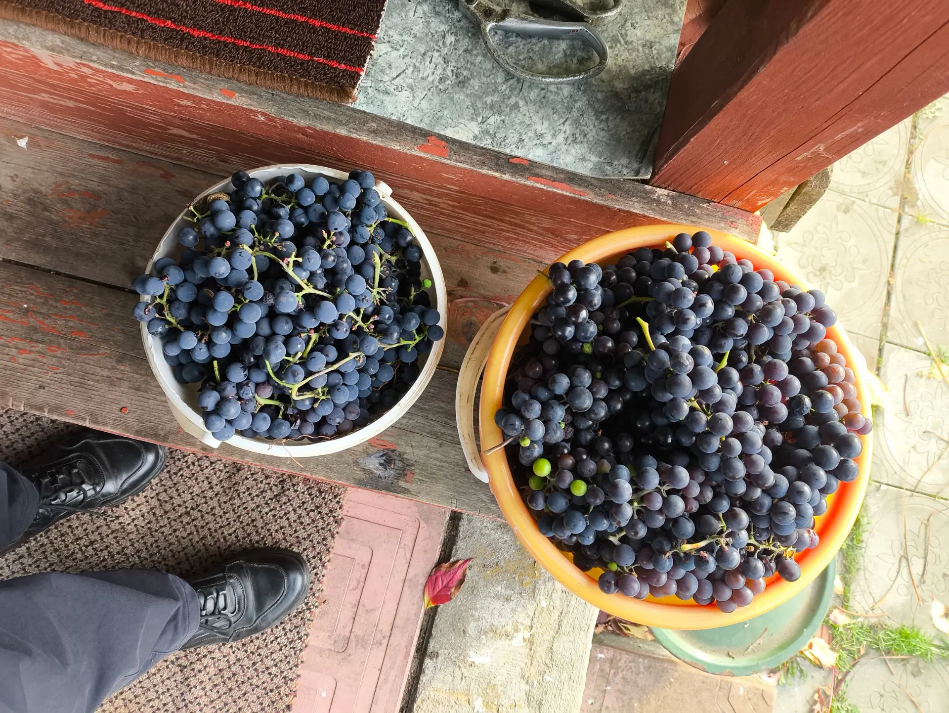 Продам виноград Изабелла, местный по 100рублей. Зрелый. Звонить или писать в Макс 89031...