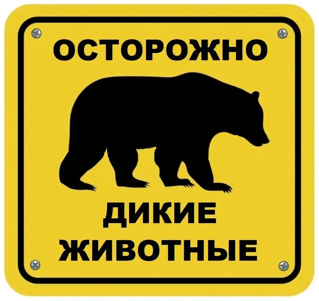⚡️ДИКИЕ ЗВЕРИ ВСЁ ЧАЩЕ ПОЯВЛЯЮТСЯ В НАСЕЛЁННЫХ ПУНКТАХ🦊
