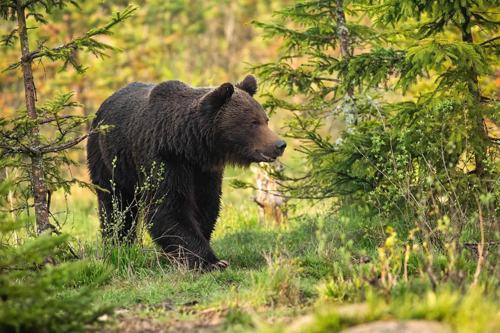 В районе Тобольска отстреляли еще двух медведей. 🐻 Такое решение было принято из-за оп...
