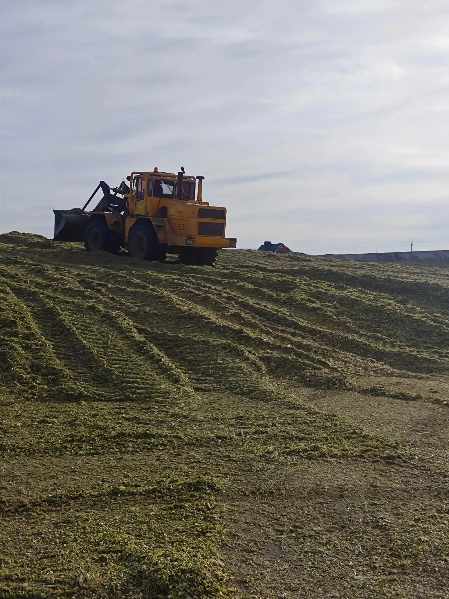 🚜В ООО АФ  Возрождение  работа кипит вовсю — идёт трамбовка!