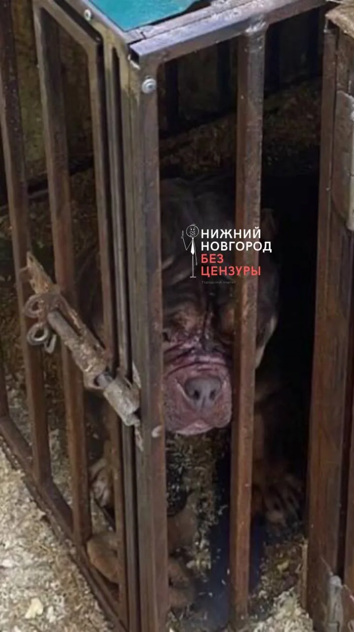 🐕 Элитный питомник американских булли в Дзержинске оказался живодёрней  Зооволонтеры забили тревогу 
