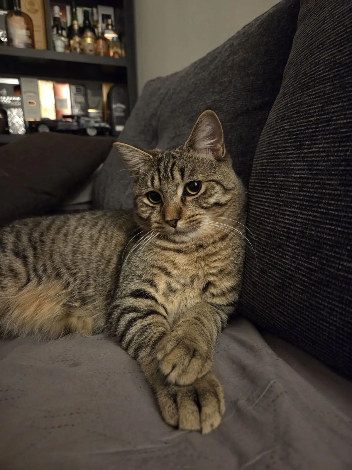 #КотикПодписчика 🥰