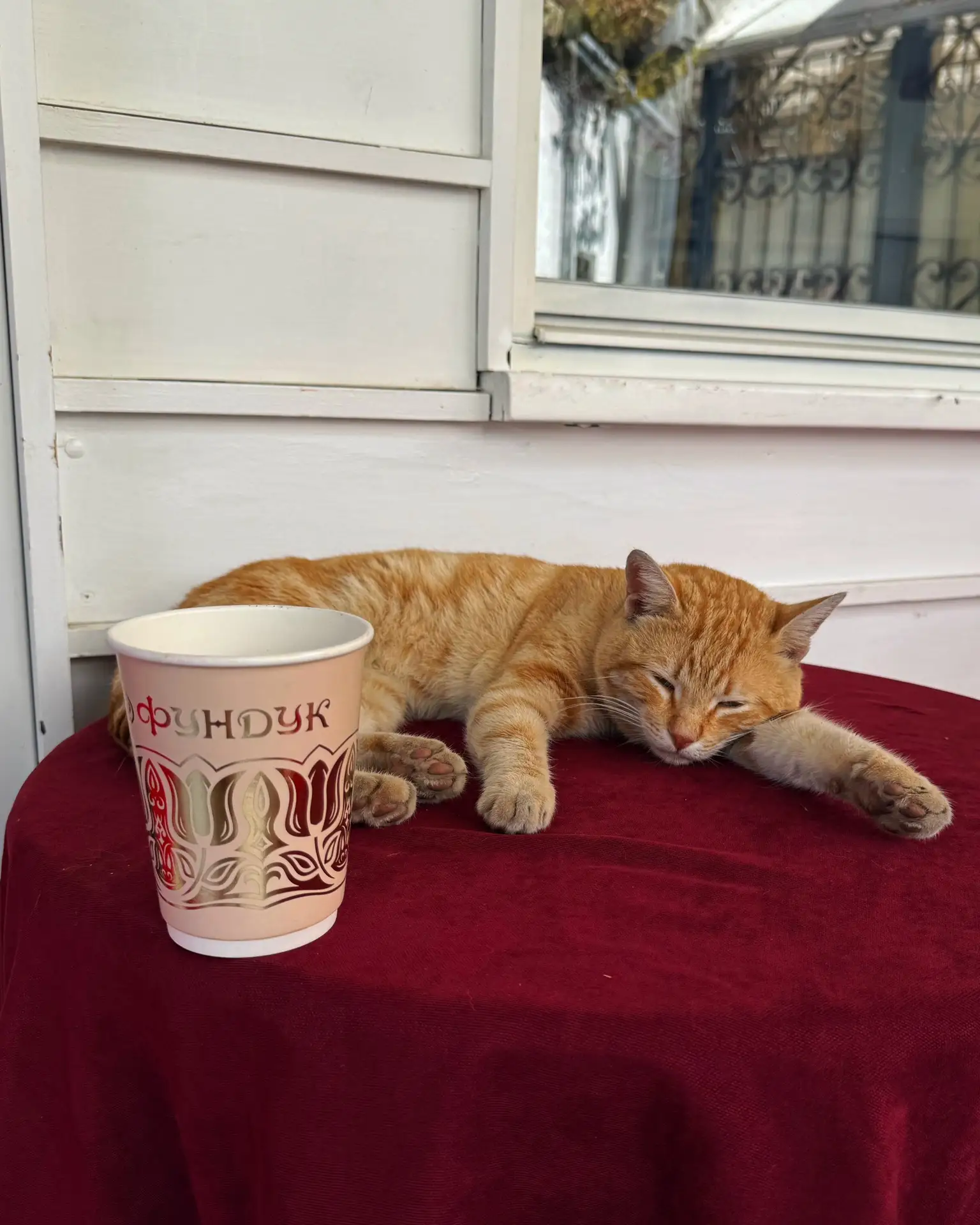 Доброе утро, друзья! 

8 августа был всемирный день кошек 🐈 Я обожаю этих пушистиков - они дарят бе