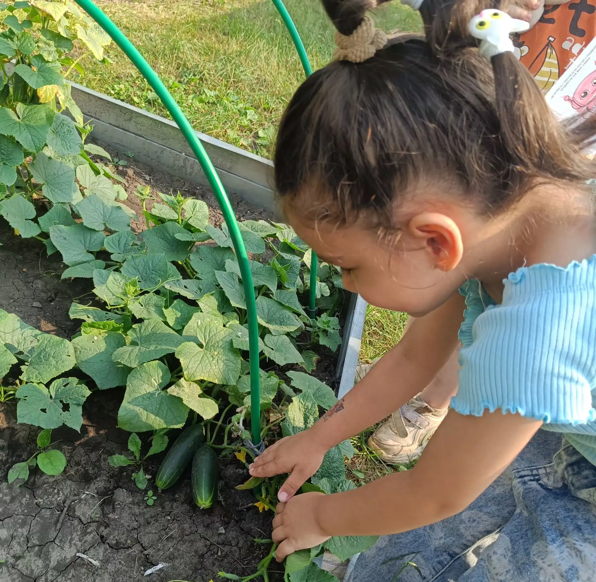 От маленького семечка до большой грядки! 🌱➡️🌿

Помните наш "огород на окне"? 👀

Наши ростки успеш