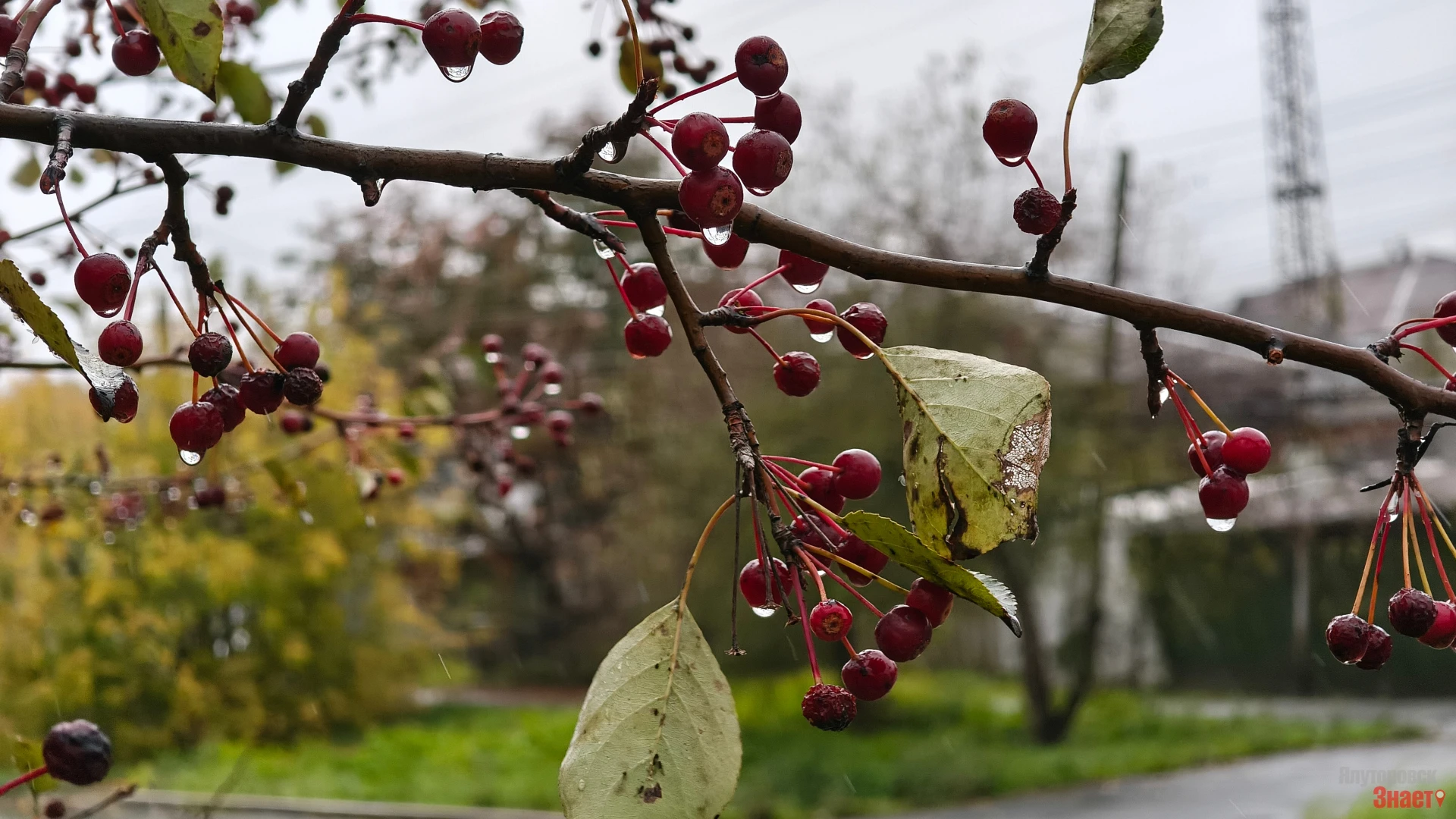 Красота дождливого дня 🌧🌧🌧