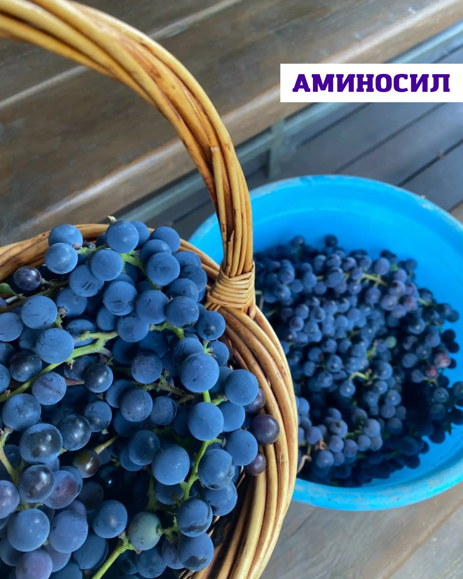 🍇 Июньский уход за виноградом: что важно сделать для сильного куста и хорошего урожая

Июнь — один 