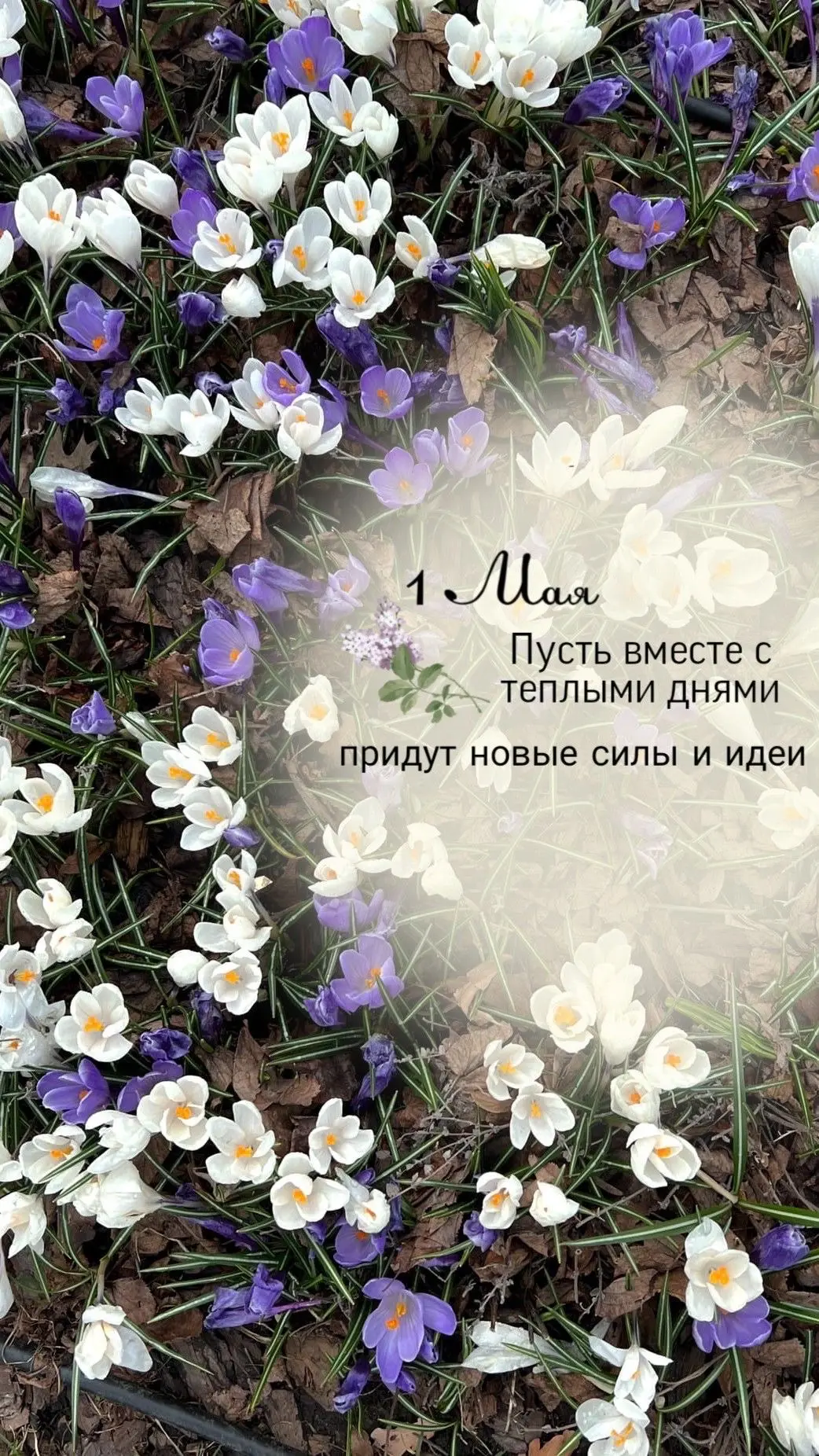 Мир, труд, май!