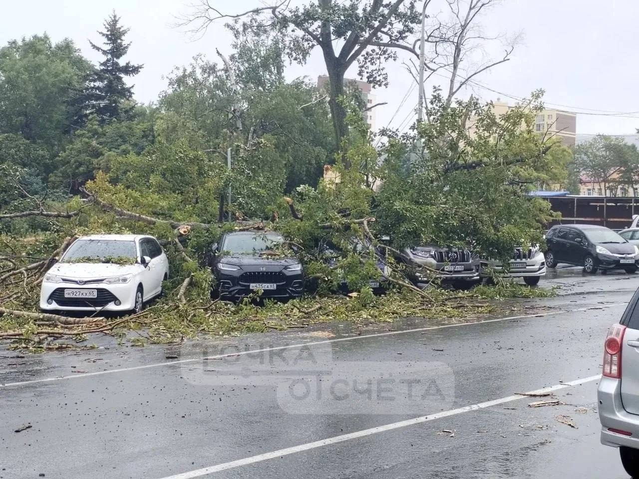 😨Дерево во время циклона рухнуло на автомобиль в Южно-Сахалинске и порвало провод