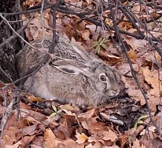 ‼Завершается сезон охоты на зайца, ондатру и кабана (в ОДОУ)   🐰31 января во всех охотничьих угодьях