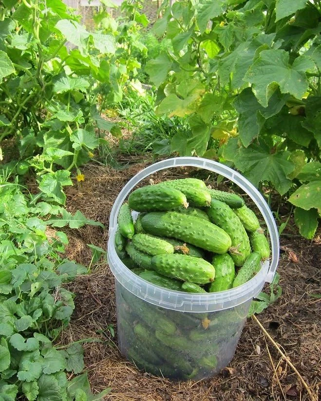 Стимулятор роста огурцов — янтарная кислота 🥒

Не все покупные препараты дают желаемый результат. А