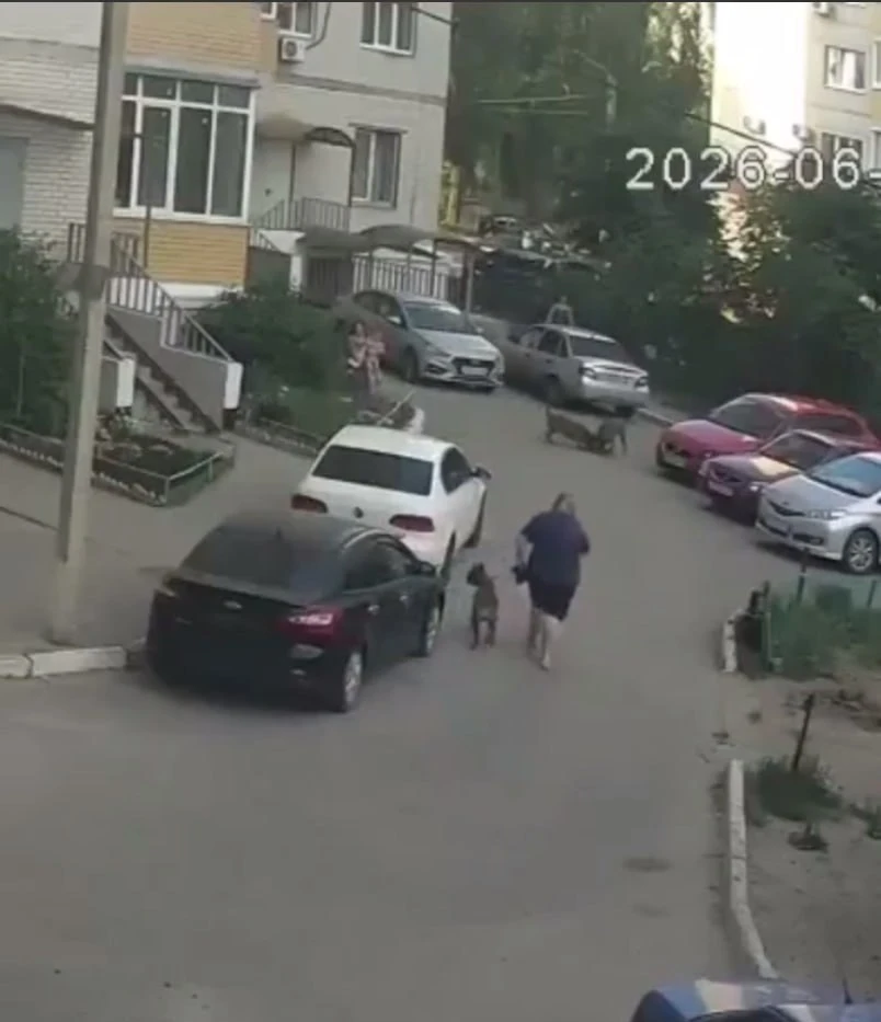 Воронежцы пожаловались на агрессивных собак на улице Антонова-Овсеенко. Очевидцы утверж...