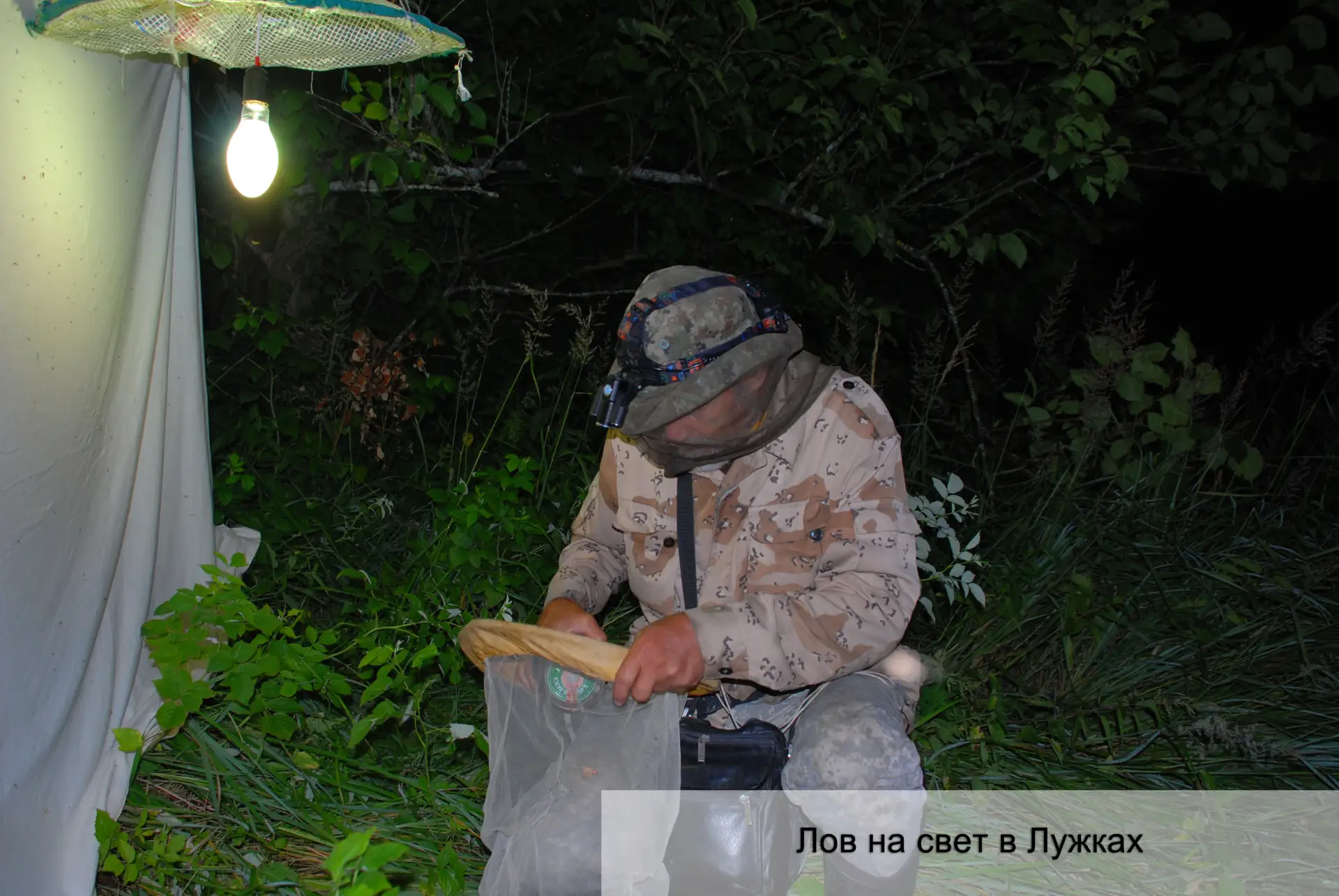 Во Владимирской области стартовали масштабные исследования фаунистического разнообразия насекомых. 

