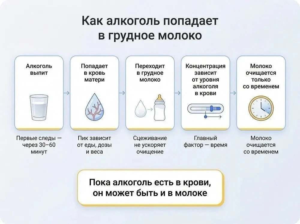 Ответы на частые вопросы: можно ли пить алкоголь при грудном вскармливании? 🍼

Организм ребёнка, в 