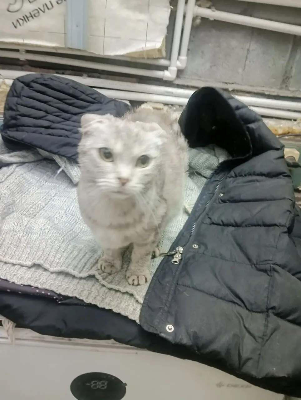 Найдена кошка, Шотландская вислоухая (скоттиш-фолд) явно домашняя, очень худенькая, вид...