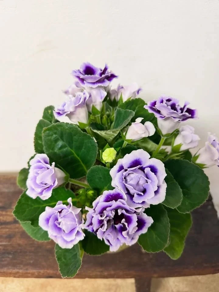 Глоксиния: уход и период покоя 🌸