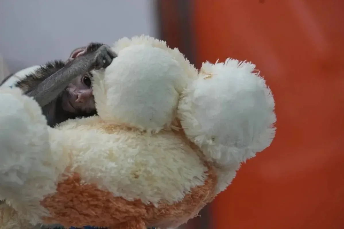 🐒 Игрушка стала мамой: история обезьянки из Мексики