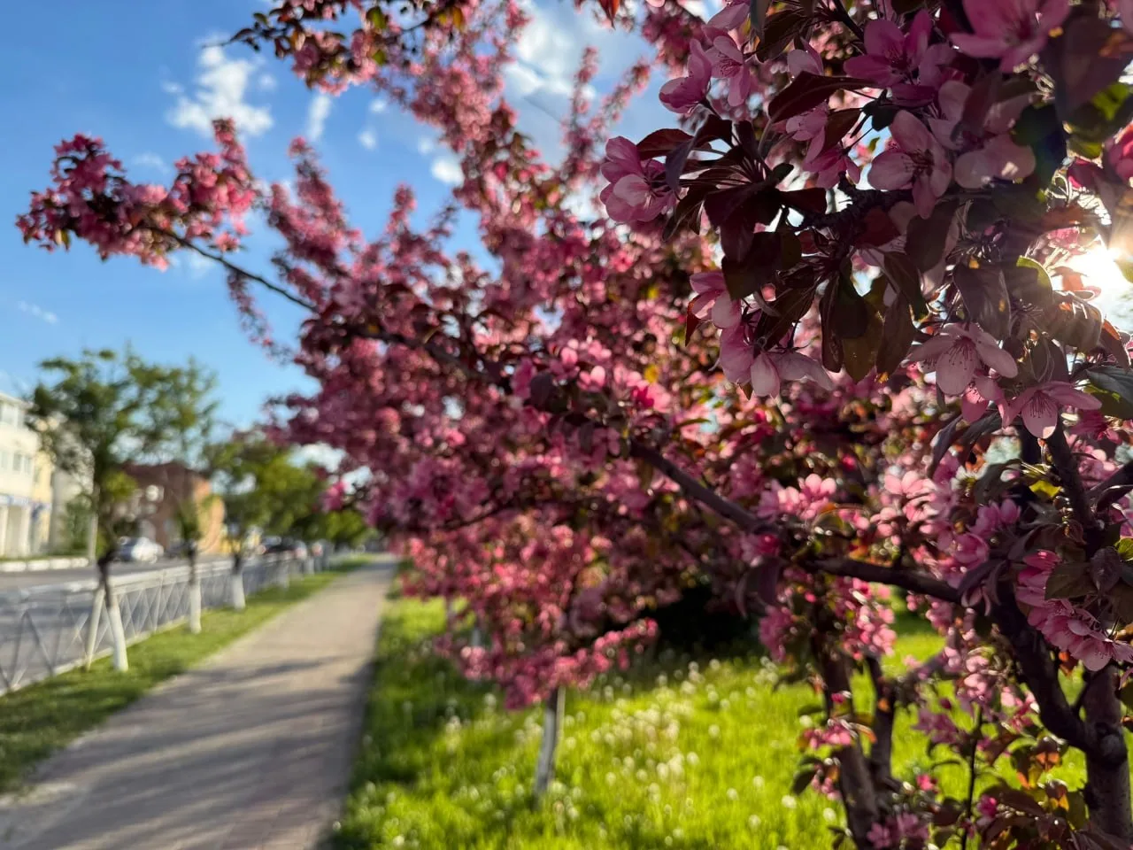 Май. Губкин утопает в цветах 🌺