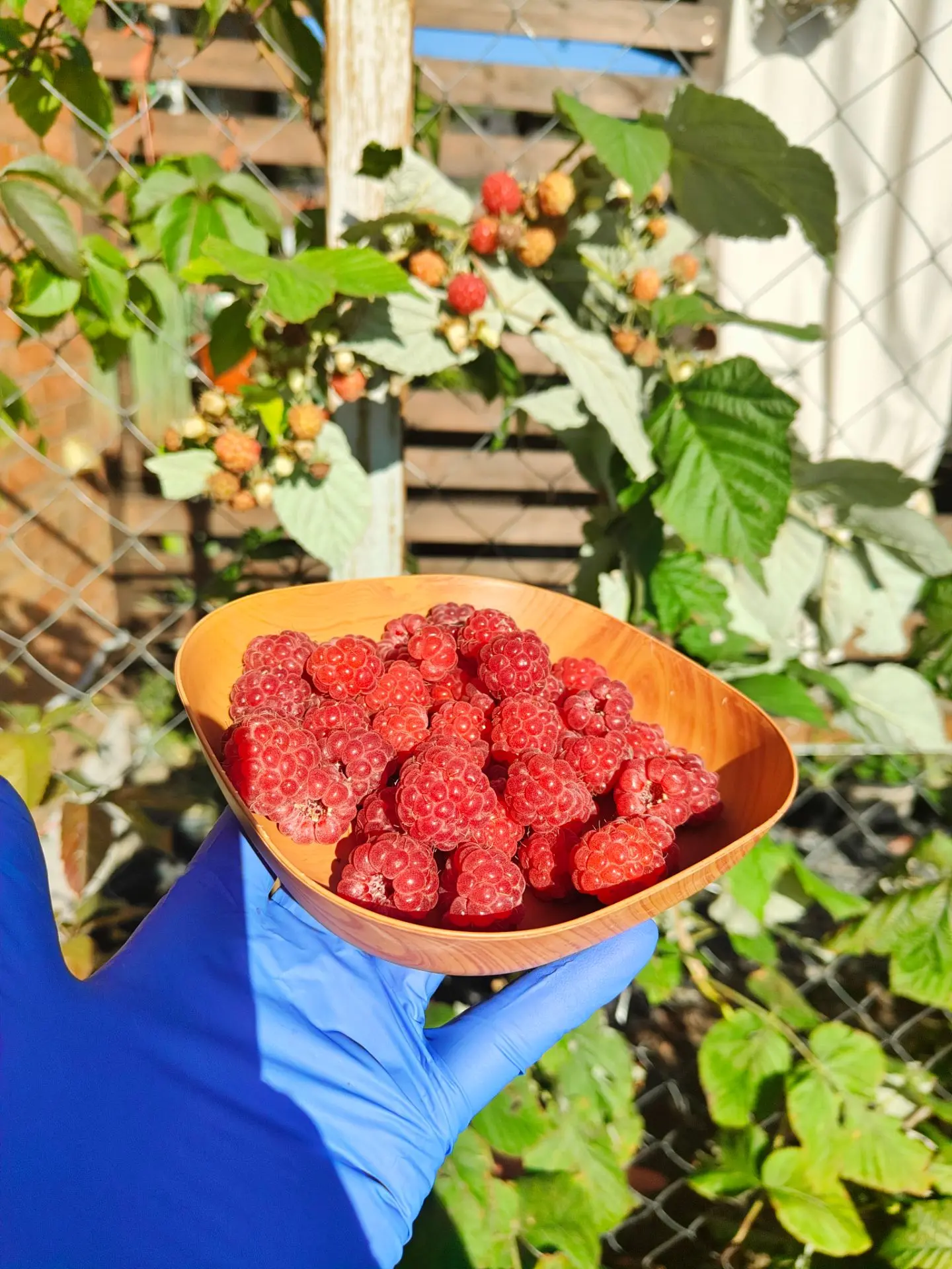 Утренний сбор малины 😋