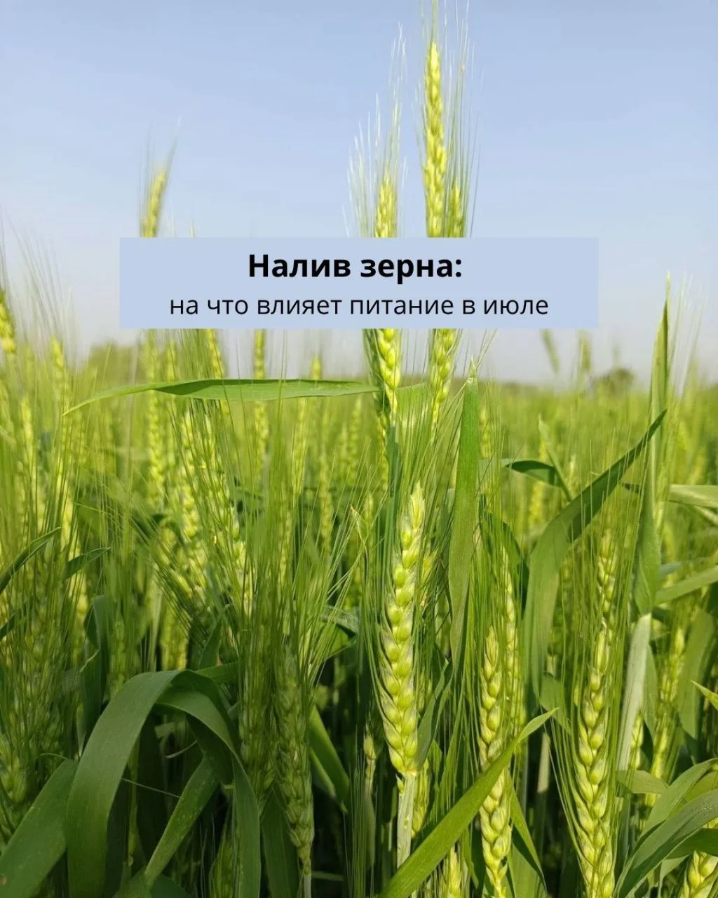 Налив зерна: на что влияет питание в июле