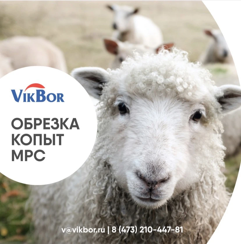 🐏🌾🐑🌾🐑🌾🐑🌾🐑🌾🐑🌾