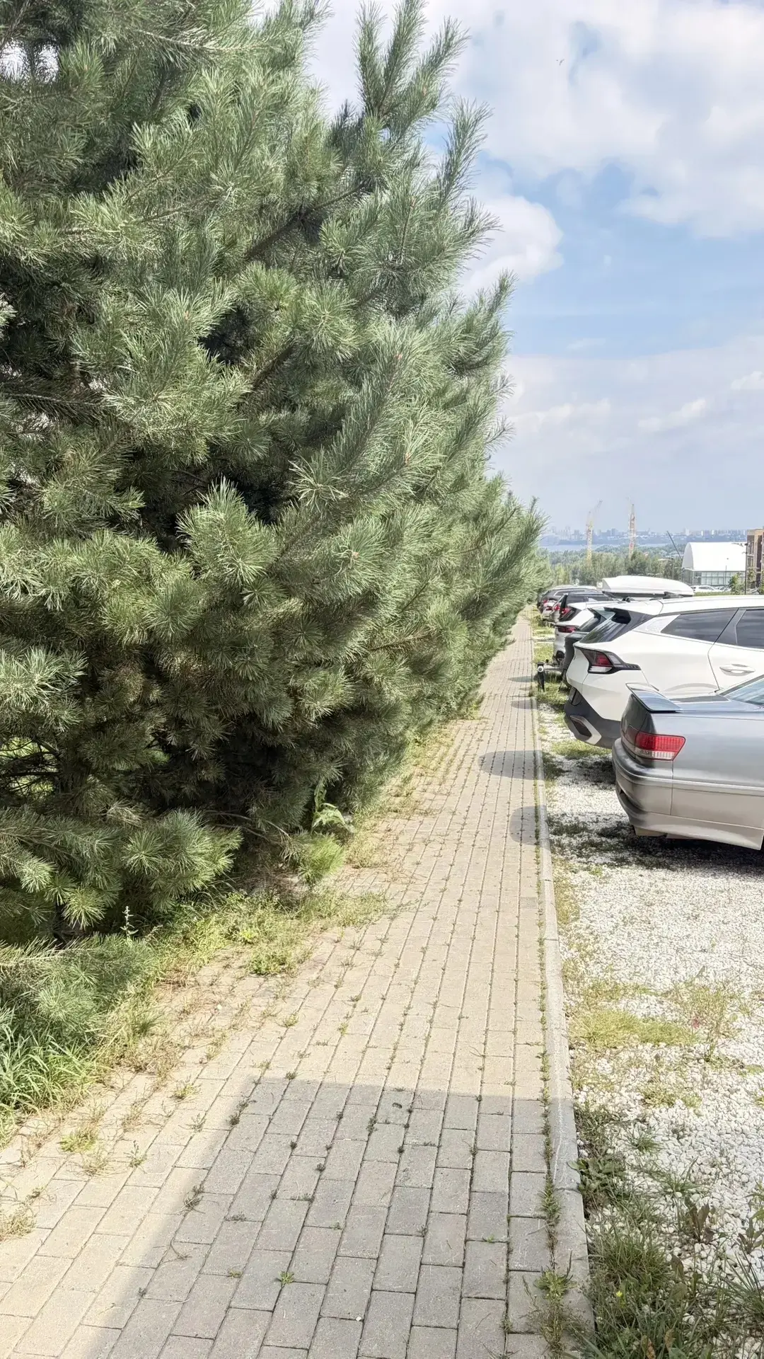 🌲 Вниманию жителей 13-го кластера! 
Работы по обрезке деревьев 

Уважаемые собственники!

В среду ,