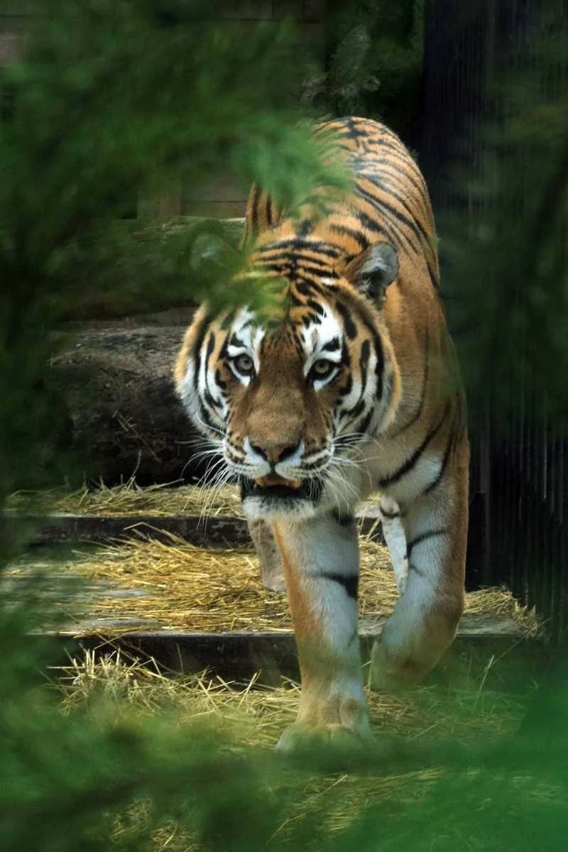 🐯10 лет исполняется амурскому тигру Джагару в Екатеринбургском зоопарке.  Сегодня в 14:30 будет пока