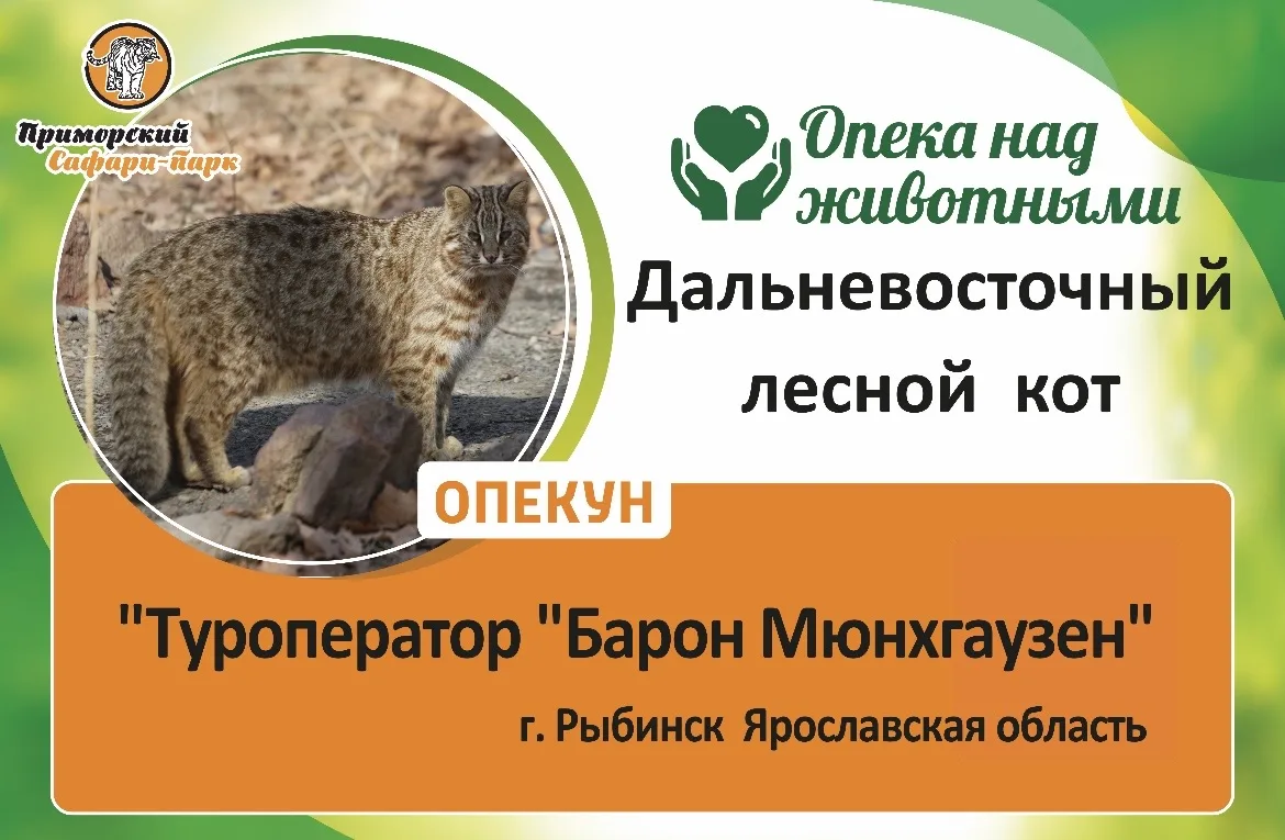 🦁 Наша компания стала опекуном дальневосточного лесного кота!