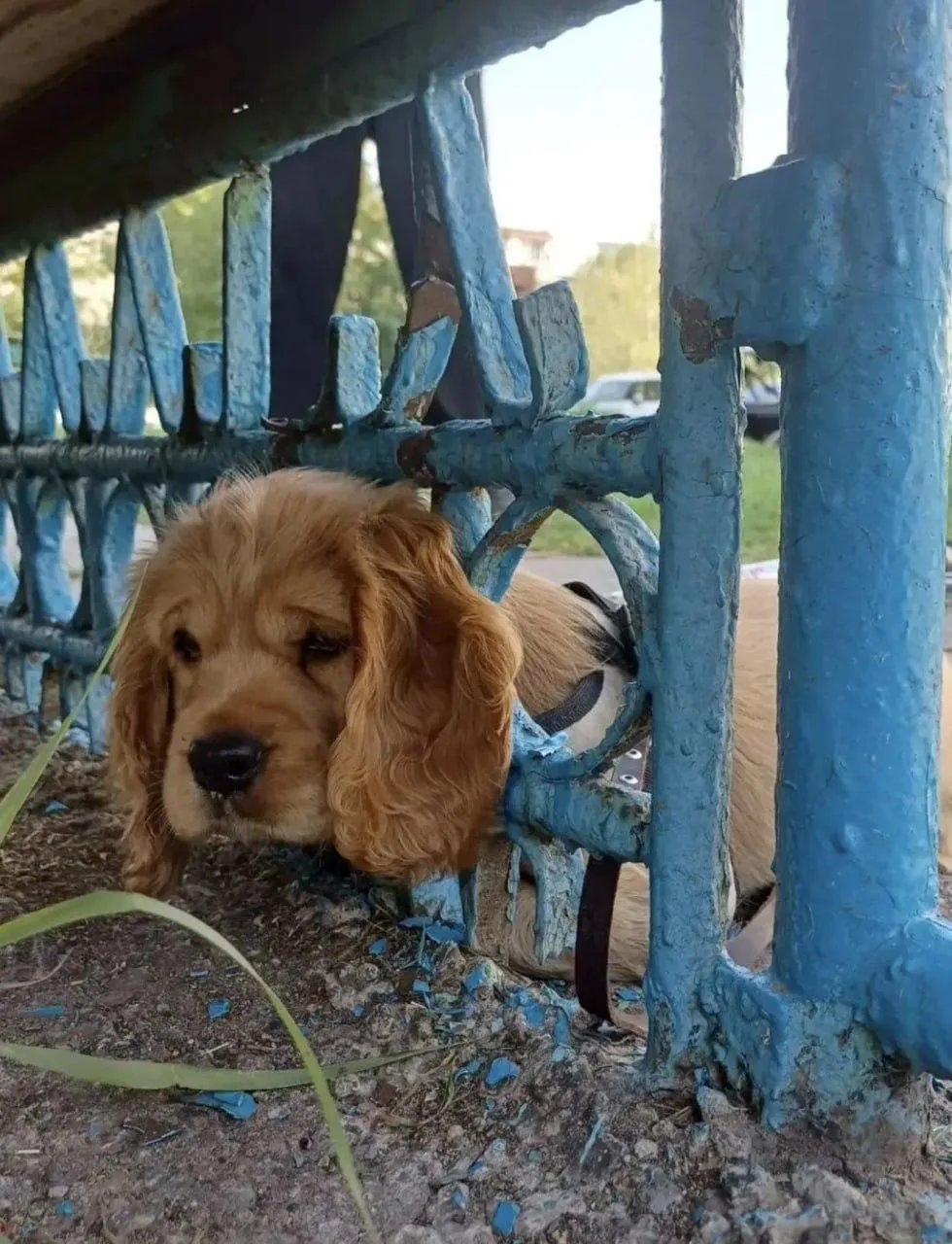 🐶 Ангарские спасатели пришли на помощь хорошим мальчикам