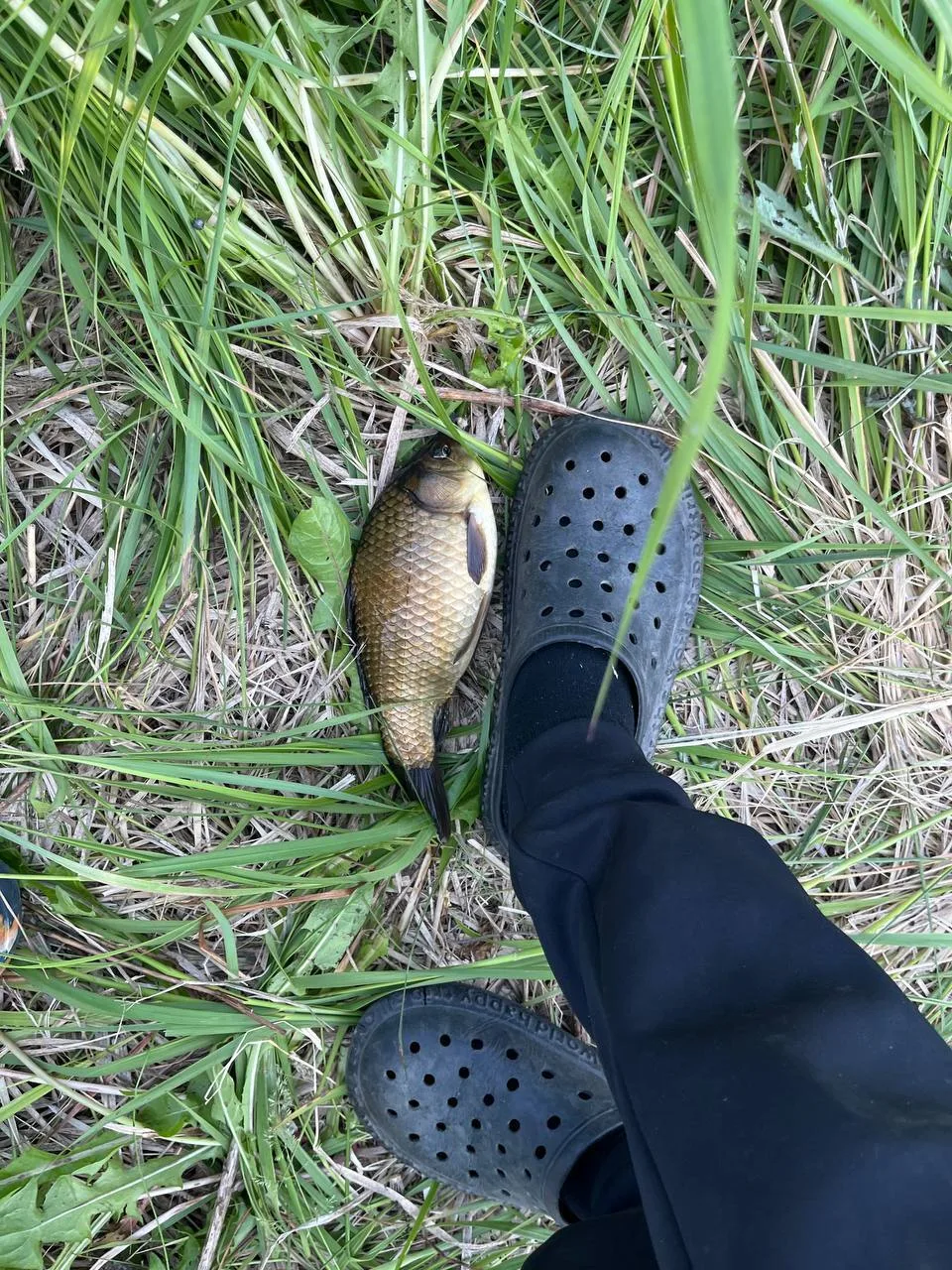 12.06.26  
📍 Пруд в конце улицы Кирова (по-местному Лихоманка), городской посёлок Назия, Кировский 