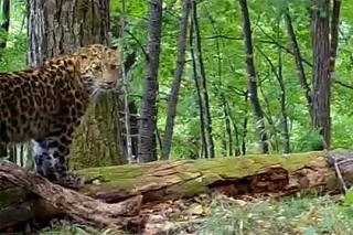 🌿 Дальневосточный леопард попал на видео в нацпарке «Земля леопарда»

Суть
В национальном парке «Зе