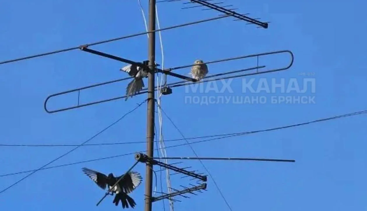Пишут: У нас в нише на крыше поселилась пустельга (соколиные). Но ее постоянно гоняет стая ворон.  П