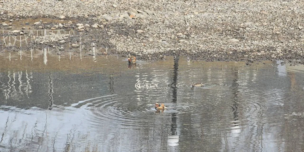 Утки вернулись на пруды Хабаровска  С потеплением в городских водоёмах снова появились кряквы. Птицы