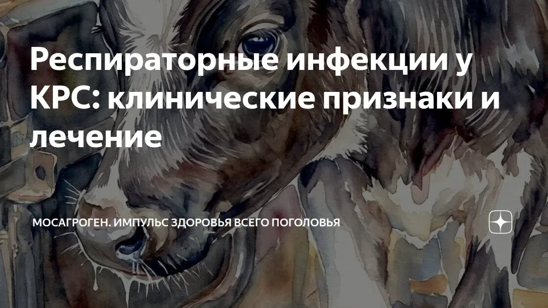 Респираторные инфекции у КРС: клинические признаки и лечение