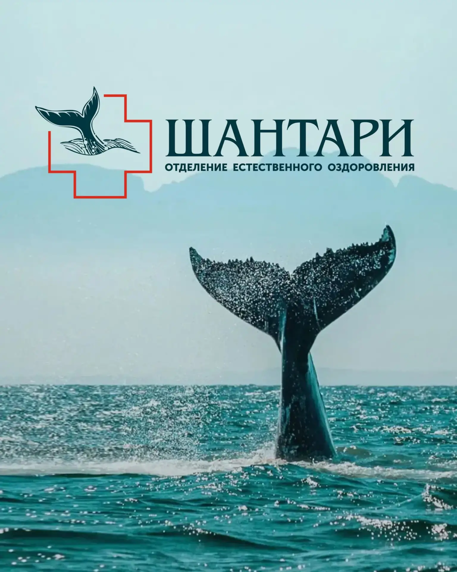 Здравствуйте! Мы — ШанТари 🐋