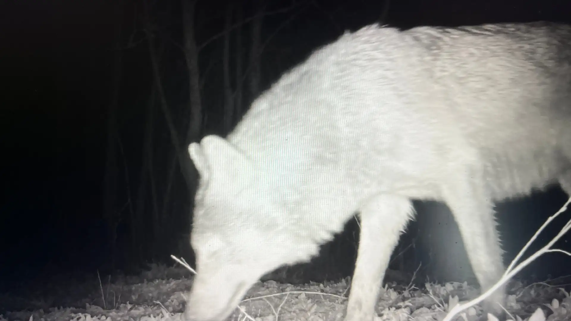 🐺 Волка с добычей зафиксировала фотоловушка в Псковской области  Лесной репортер Гарри Невельский по