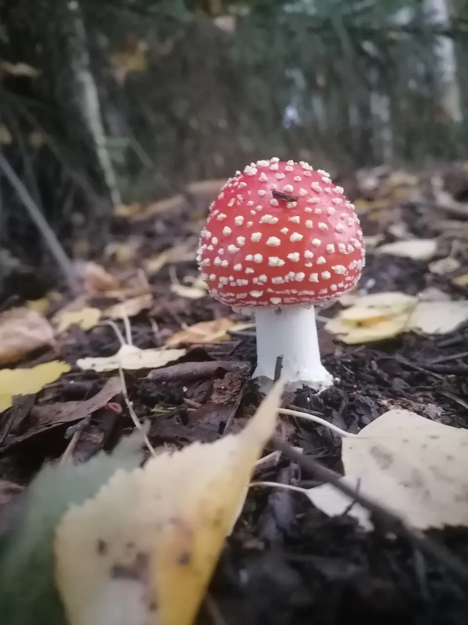 Хәерле иртә)