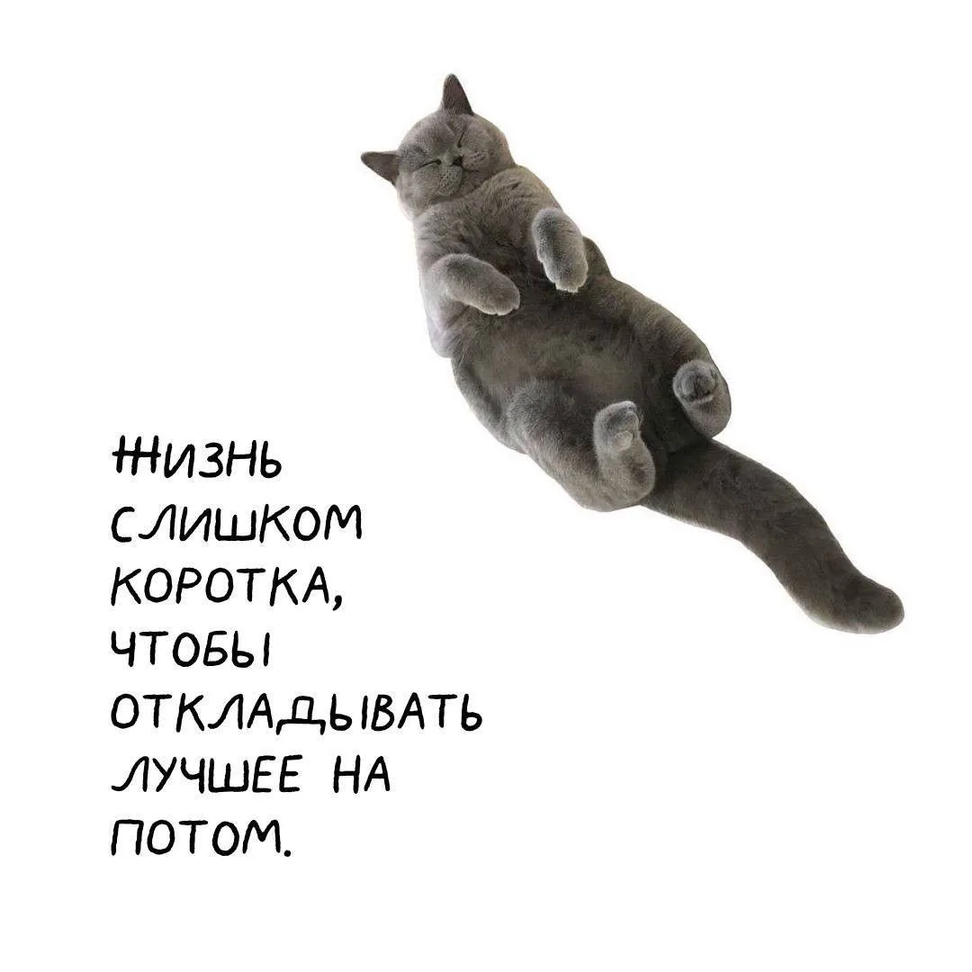 Котики пришли, чтобы напомнить о важном 🪷  👉 Сатья Дас 👉 Канал в Telegram