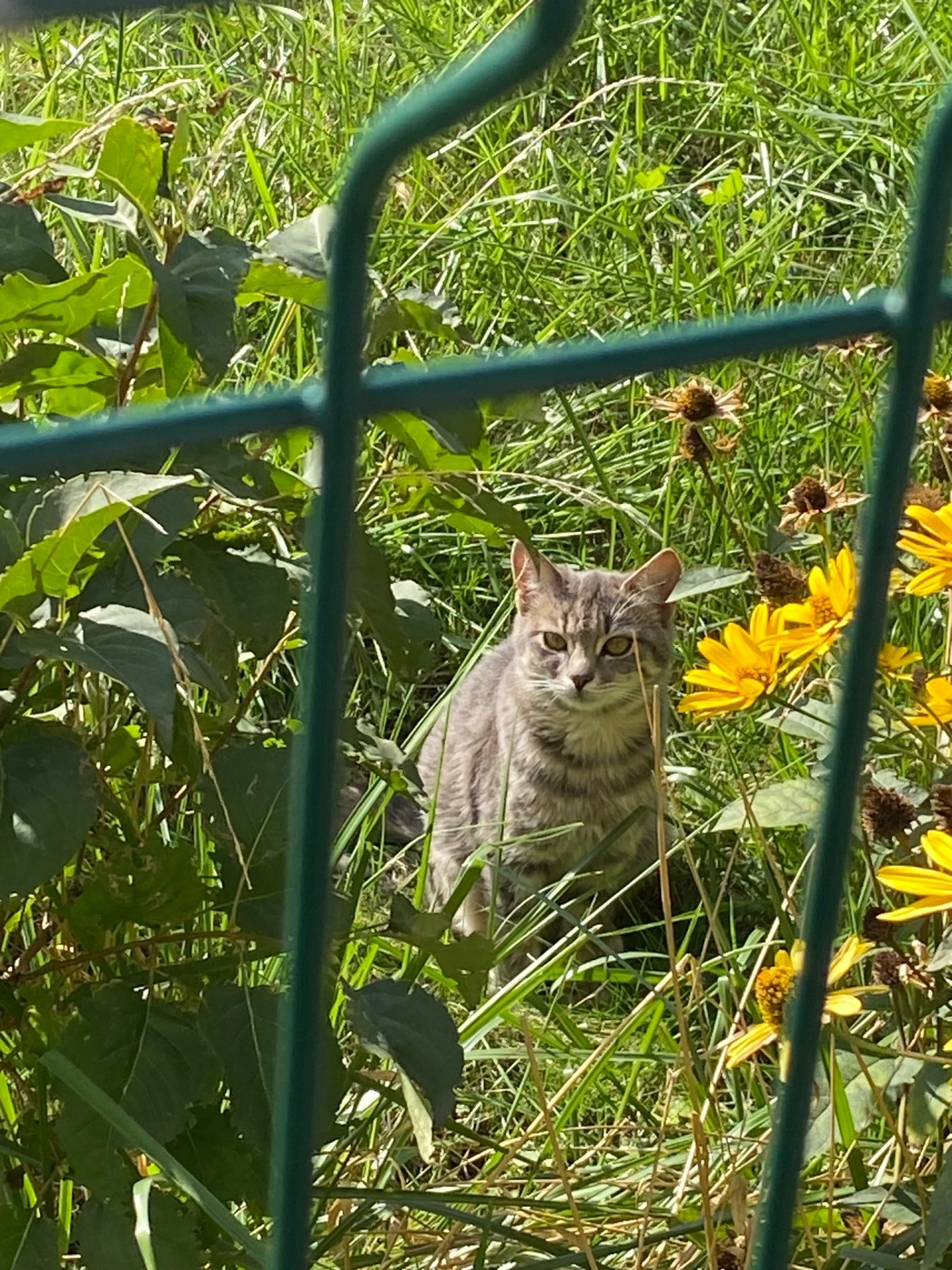 Пригрели котёнка с улицы, купили хороший корм, миску, лежанку. Очень ласковая кошечка, ...