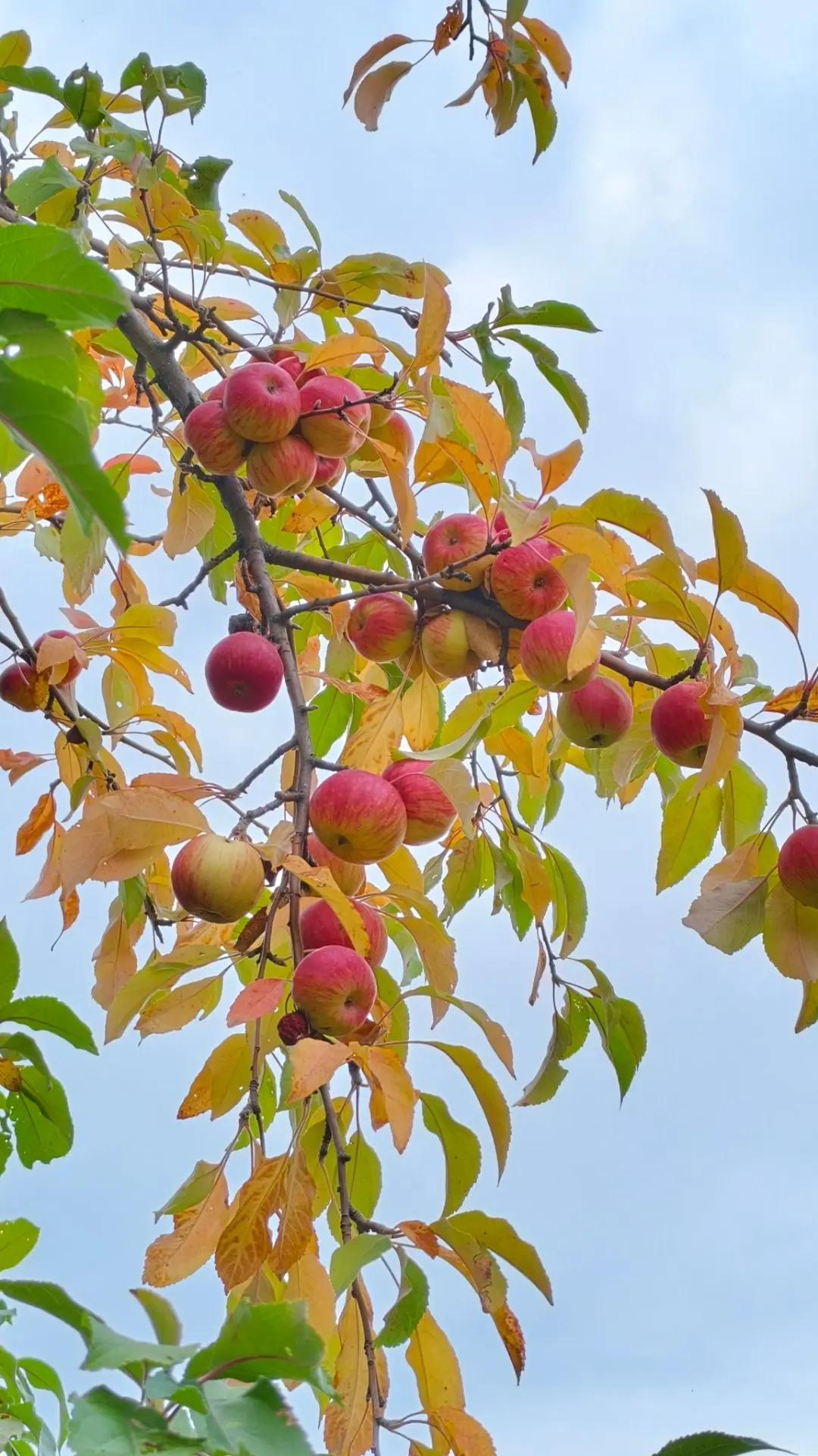 🍎 Турзона «Космос»: сад, который возвращается к жизни