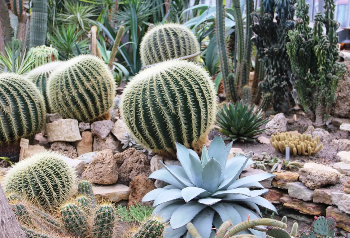 🌵Любителям кактусов. Фото из Ботанического сада Петра Великого.