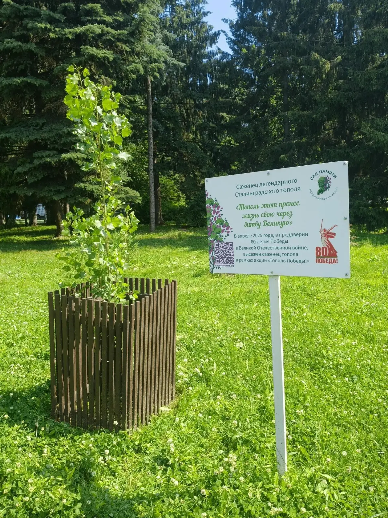 Живая история растёт в Йошкар-Оле

В Центральном парке Йошкар-Олы рядом с Вечным огнём уверенно приж